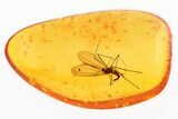 Fossil Gall Midge (Cecidomyiidae) In Baltic Amber #300742-1